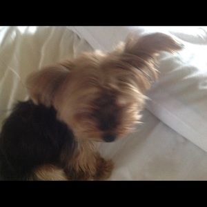 Meet your Posher, Diane